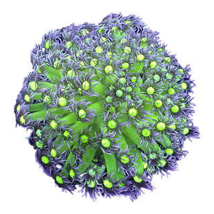 双色圆帽珊瑚宝石花活体海水鱼万花筒定水软体珊瑚枝叶珊瑚已检疫