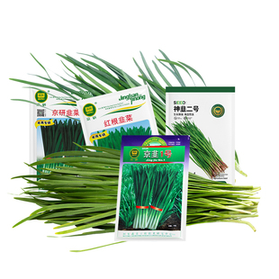 农科院韭菜种子红根紫根宽叶韭菜根苗家庭四季阳台盆栽蔬菜种籽孑
