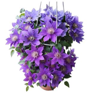 铁线莲花苗爬藤植物盆栽乌托邦银币重瓣大花阳台庭院四季攀援花卉