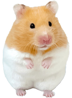 认主仓鼠金丝熊活物家养宠物
