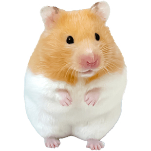 认主仓鼠金丝熊活物已打疫苗一公一母好养的小苍昌鼠活体宠物长毛