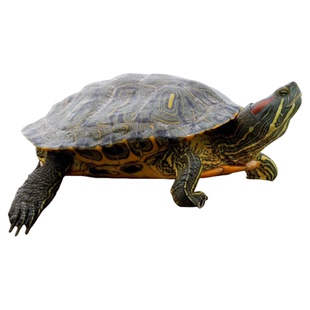 【家养乌龟】耐活好养特大迷你瑞气情侣龟宠物龟活物巴西龟观赏龟