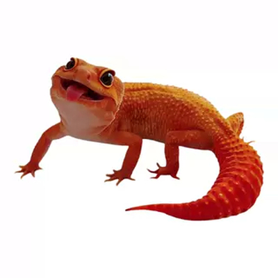 豹纹守宫蜥蜴宠物活体温顺无毒