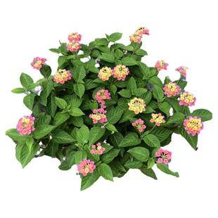 五色梅盆栽马樱丹多年生绿植庭院阳台花园景观花卉耐热花期长带花