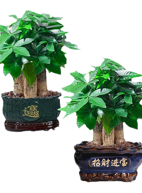 全网热销5万+带盆栽好三杆发财树