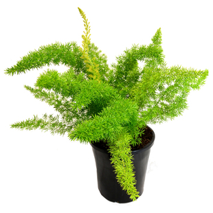 【狐尾天门冬】武竹 超大庭院阳台宿根草本室内绿竹花园鳗盆栽苗