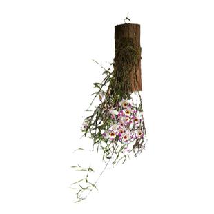 串珠石斛盆栽倒挂珠帘寄生绿植物花卉室内外阳台无土吊兰苗花香型