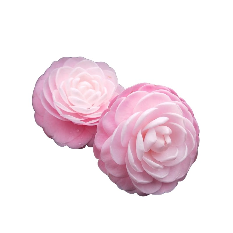 宫粉茶花盆栽 带花苞华东老品种庭院花卉大型山茶花树苗室内绿植