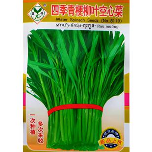 四季青梗柳叶空心菜种子脆嫩蕹菜翁菜通心菜籽种春秋季蔬菜苗孑