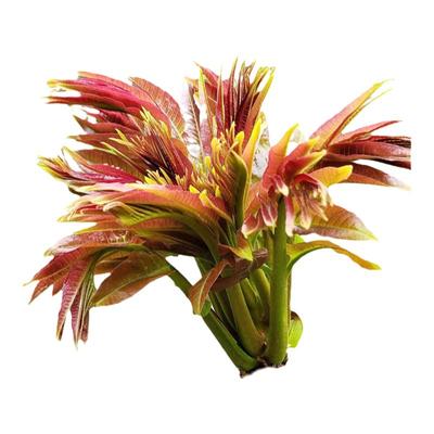 种子四季芽苗菜红油香椿