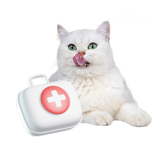 云宠宝母猫绝育套餐猫咪手术宠物公猫结扎猫猫狗狗公狗节育体检