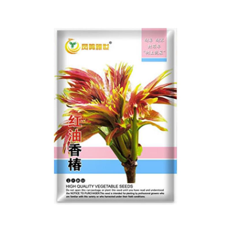 红油香椿种子食用红叶速生