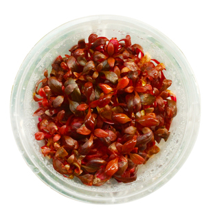 丹麦红玫瑰水草迷你血心兰水草前景中景沉木造景无菌杯草缸红树景