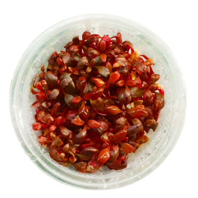 丹麦红宫廷红色水草草缸红树景