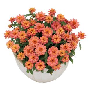 进口重瓣矮百日草种子繁花系列春季室内阳台盆栽好养易种花卉种子