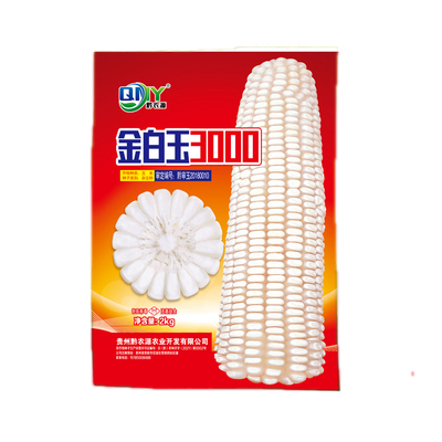 中白单518玉米种子活杆成熟棒长