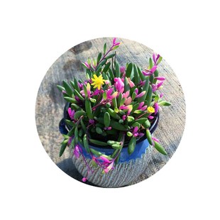 基地直销多肉懒人植物桃蛋水蜜桃红粉台阁碧玉莲老桩雪莲满额包邮