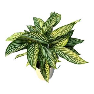 青纹竹芋盆栽大苗室内办公室四季观叶植物耐阴耐养去甲醛净化空气