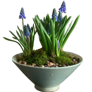 洋水仙带花苞盆栽荷兰进口葡萄风信子带花苞多年生耐寒花卉植物