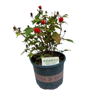 树莓覆盆子苗野草盆栽地栽阳台当年结果南北带花果树庭院红树梅矮
