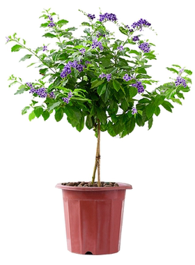 盆栽庭院室外耐晒植物蕾丝金露花