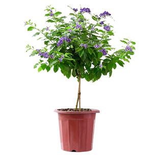 蓝精灵蕾丝金露花盆栽树型桩假连翅花卉常年开花庭院室外耐晒植物