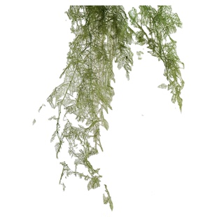 仙气文竹永生花干花花束悬挂婚庆花材造景树枝场景布置拍摄道具