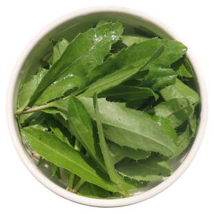 新鲜野生七七菜现挖现发 天然带根带刺小蓟草 刺儿菜刺角芽中药材