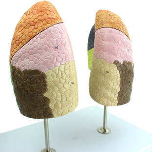 ENOVO颐诺医学人体肺段肺解剖模型 呼吸系统左右肺胸外科呼吸科教具肺分段分叶胸外科胸透CT教学全科医生上海