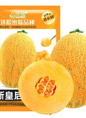 黄皮哈密瓜种籽超甜高产四季播种