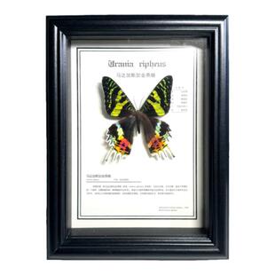 大蓝闪蝶标本蝴蝶摆件天然真昆虫稀有进口真蝴蝶情人礼物天堂凤蝶