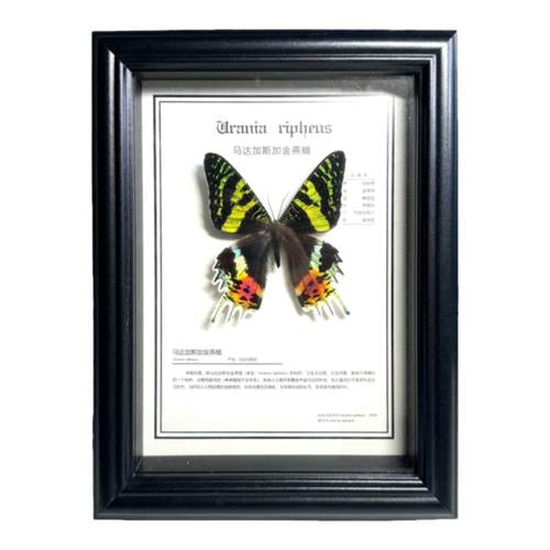 大蓝闪蝶标本蝴蝶摆件天然真昆虫稀有进口真蝴蝶情人礼物天堂凤蝶