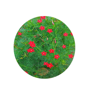 羽叶茑萝花种子籽爬藤花卉植物五角星花四季开花易活庭院阳台盆栽