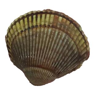 大连海鲜特产刺身石垣贝黄鸟肉贝鲜活蛤蜊鸟蛤白玉翠贝金钩大鸟贝