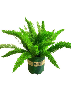 狐尾天门冬盆栽绿植四季常青耐热