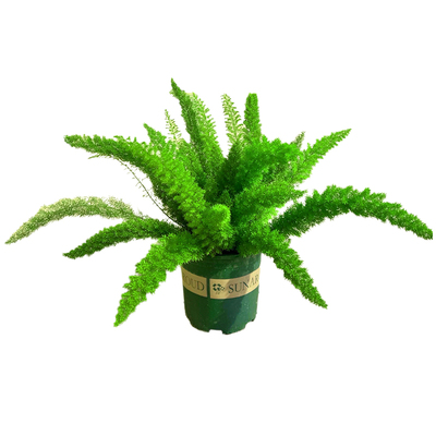 狐尾天门冬盆栽绿植四季常青耐热