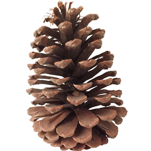 松塔松果装饰天然干花野生大松果手工艺品油松摆件圣诞节配件松球