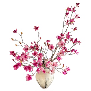 水培玉兰花鲜切枝带花苞红梅干枝水养鲜花卉室内好养耐寒植物盆栽