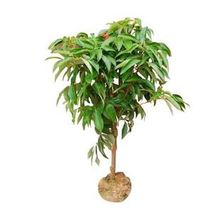 嫁接荔枝树苗无核桂味妃子笑荔枝树大苗四季荔枝树苖南方当年结果