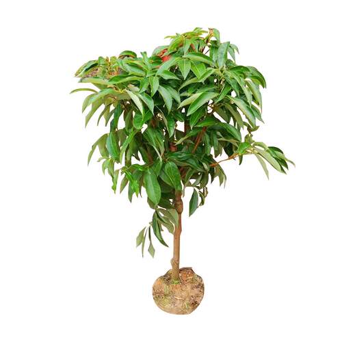 嫁接荔枝树苗无核桂味妃子笑荔枝树大苗四季荔枝树苖南方当年结果