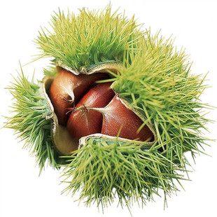 板栗苗树嫁接地栽南方北方种植大红袍当年结果特大板栗树果树果苗