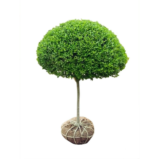 小叶女贞球独杆棒棒糖亮晶女贞耐寒庭院地栽别墅四季常青绿篱笆墙