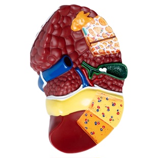 医学仿真人体肝脏解剖模型肝门胆囊胆管结构消化系统器官演示教具