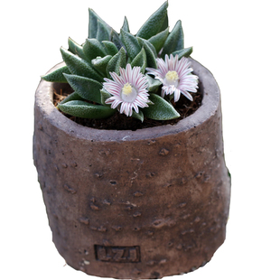 草木时光 白花纳兰突斯多肉植物Nananthus番杏科稀有块根春季开花