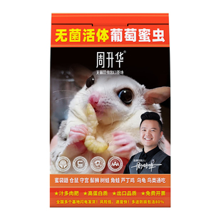 无菌活虫葡萄蜜虫玉米虫昆虫守宫鬃狮鸟乌龟树蛙角蛙猫头鹰食物粮