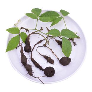 深山野生三叶青根中药材新鲜晒干金线吊葫芦500g丝线吊金钟石老鼠
