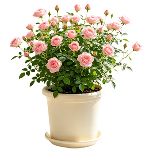 姬月季盆栽带花苞月季花苗四季鲜花开花卉须惠姬室内办公桌面绿植
