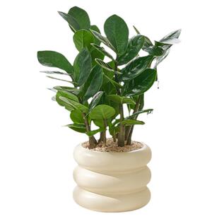 招财金钱树盆栽植物好养客厅办公室内桌面小绿植净化空气四季常青