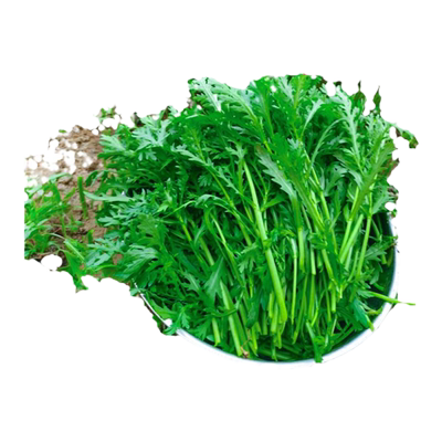 高产茼蒿种子包发芽包对版速生