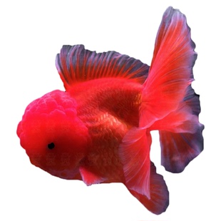 红狮金鱼国师鱼冷水鱼小金鱼活鱼淡水锦鲤观赏鱼好养耐活鱼不加温